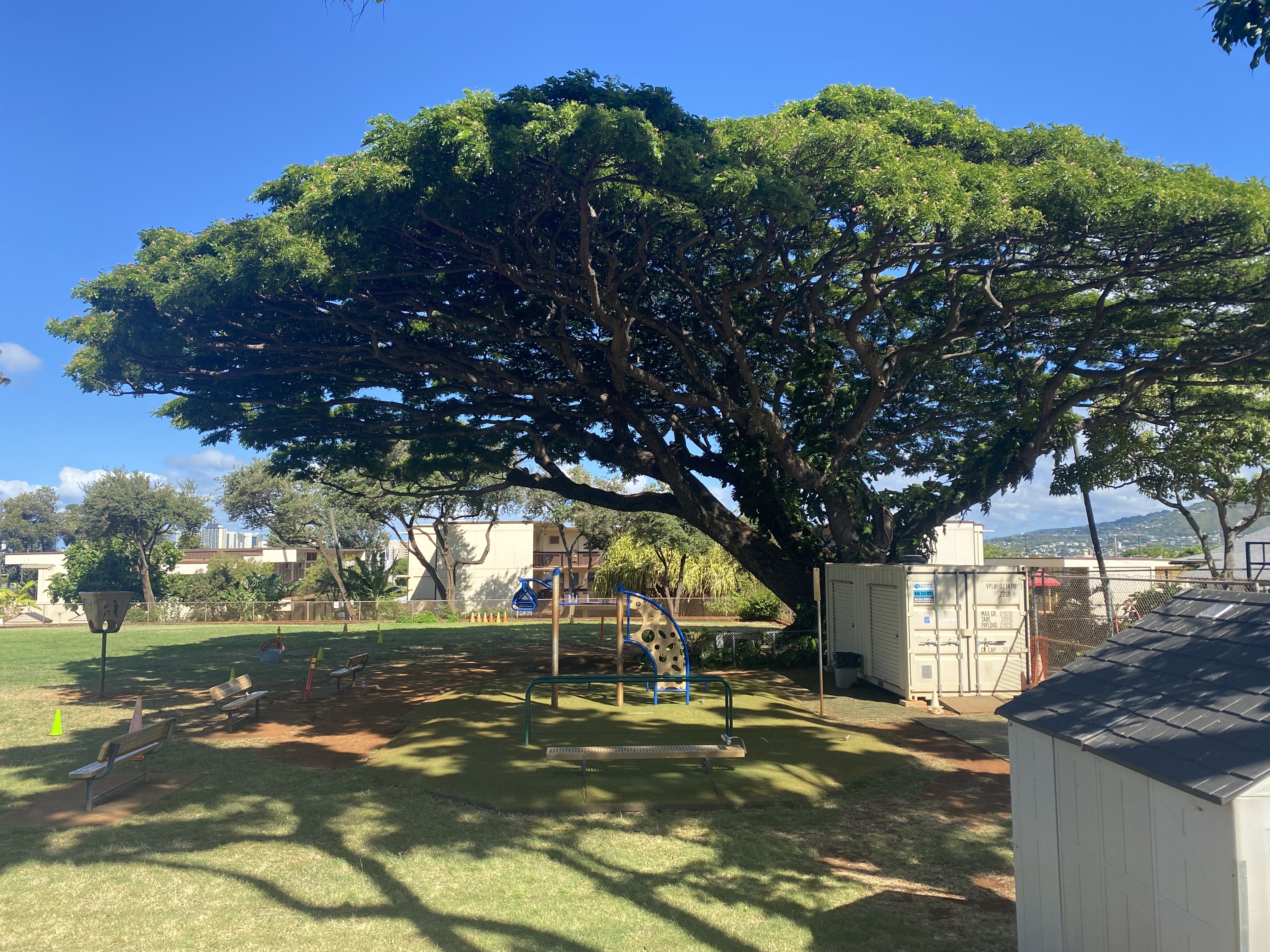 liholiho tree 2024